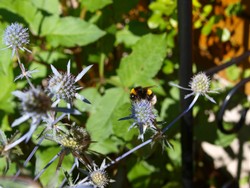 (21) Website_Tiere_Bienen und Hummeln_Hummel auf Kleiner Distel Ende Juli.JPG