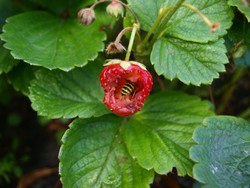 (22) Website_Tiere_Bienen und Hummeln_Wespe Erdbeere fressend Anfang September.JPG
