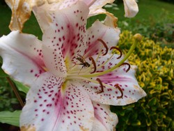 (24) Website_Tiere_Bieen und Hummeln_Haus-Feldwespe in Orientalischer Lilie Mitte Juli.JPG