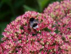 (25) Website_Tiere_Bienen und Hummeln_kleine Hummel auf Hoher Fetthenne Anfang September.JPG