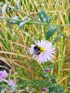(26) Website_Tiere_Bienen und Hummeln_Hummel auf Herbstaster Mitte Oktober.jpg