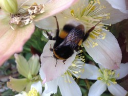 (3) Website_Tiere_Bienen und Hummeln_Hummel auf Christrose Ende Februar.jpg