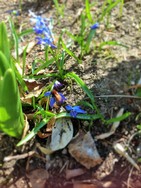 (4) Website_Tiere_Bienen und Hummeln_Fuchsrote Lockensandbiene auf Scilla Mitte März.JPG