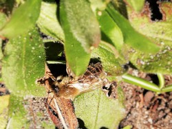 (5) Website_Tiere_Bienen und Hummeln_Sandbiene Mitte März.jpg