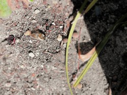 (6) Website_Tiere_Bienen und Hummeln_Sandbiene auf Boden Mitte März.jpg