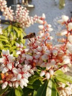 (7) Website_Tiere_Bienen und Hummeln_Honigbiene oben und Sandbiene unten Ende März.jpg