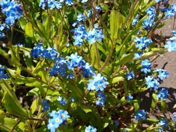 (8) Website_Tiere_Bienen und Hummeln_Biene auf Vergißmeinnicht Ende April.jpg