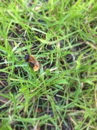 (9) Website_Tiere_Bienen und Hummel_Fuchsrote Lockensandbiene im Gras_Andrena fulva_Ende April.JPG