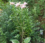 (2) Website_Frühling_Bodendecker_Lerchensporn unter Lilie eingezogen.JPG