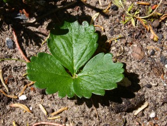 Website_Frühling_Erdbeere_Blatt.JPG