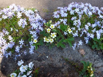 Website_Frühling_Erdbeere_imPhlox.JPG