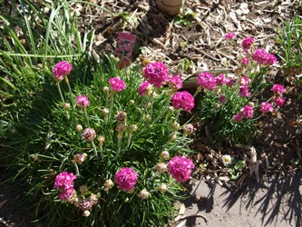 (1) Website_Frühling_Grasnelke Bodendecker erblühend.JPG