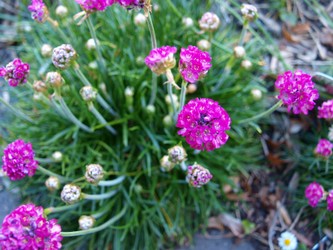 (2) Website_Frühling_Grasnelke Bodendecker Blütenbälle und Knospen.JPG