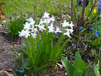 Website_Frühling_Hasenglöckchen (2).JPG