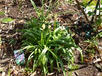 Website_Frühling_Hasenglöckchen (3).JPG