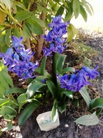 (1) Website_Frühling_Blaulila Blütenstand.jpg