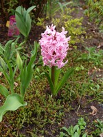 (2) Website_Frühling_Hyazinthe rosa.JPG