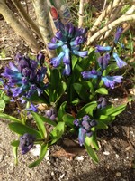 (3) Website_Frühling_Hyazinte_am Aufblühen.JPG