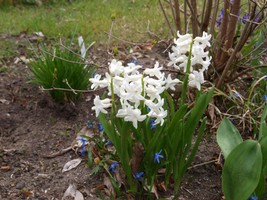 (4) Website_Frühling_Hyazinthe_weiße Blüte.JPG