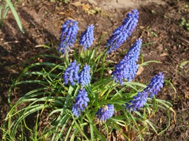 (6) Website_Frühling_Traubenhyazinthe.JPG