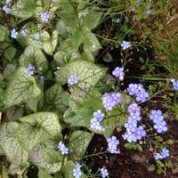 Website_Frühling_Kaukasusvergißmeinnicht (1).JPG