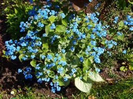 Website_Frühling_Kaukasusvergißmeinnicht (3).JPG