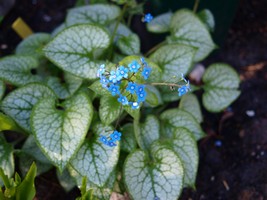 Website_Frühling_Kaukasusvergißmeinnicht (4).JPG