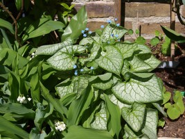 Website_Frühling_Kaukasusvergißmeinnicht (5).JPG