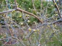 (1) Website_Frühling_Kornel_Knospe.JPG