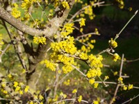 (2) Website_Frühling_Kornelkirsche_Blüte im März.JPG