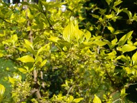 (3) Website_Frühling_Kornelkirsche_noch Blüte schon Blätter.JPG