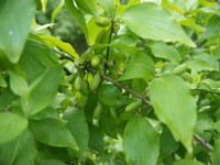 (4) Website_Frühling_Kornelkirsche_Blätter mit grünen Früchten.JPG