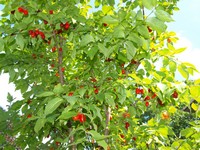 (5) Website_Frühling_Kornelkirsche_Blätter mit roten Früchten.JPG