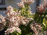 Website_Frühling_mit Wildbien.JPG