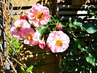 (1) Website_Sommer_Einführtext_Rosen mit Bienen.JPG