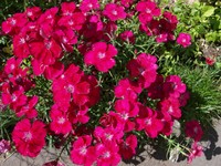 (10) Website_Sommer_Einführtext_Heidenelken.JPG