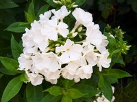 (11) Website_Sommer_Einführtext_Phlox weiß.JPG