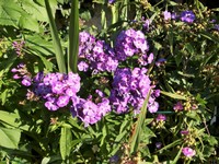 (12) Website_Sommer_Einführtext_Phlox lila.JPG