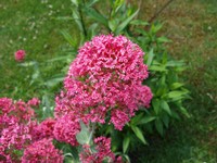 (13) Website_Sommer_Einführtext_Spornblume.JPG