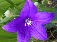 (14) Website_Sommer_Einführtext_Ballonblume.JPG