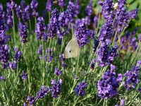 (15) Website_Sommer_Einführtext_Kräuter Lavendel mit Kohlweißling.JPG