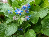 (16) Website_Sommer_Einführtext_Kräuter Borretsch.JPG