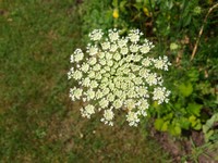 (17) Website_Sommer_Einführtext_Wildkräuter Wilde Möhre.JPG