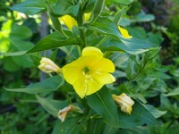 (18) Website_Sommer_Einführungstext_Wildkräuter Nachtkerze.JPG