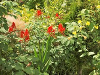 (19) Website_Sommer_Einführtext_Montbretie.JPG