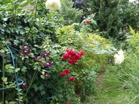 (2) Website_Sommer_Einführtext_Clematis mit Rosen Anfang Juli.JPG