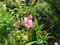 (20) Website_Sommer_Einführtext_Gladiole.JPG