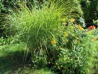 (22) Website_Sommer_Einführtext_Gras.JPG