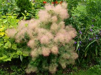 (24) Website_Sommer_Einführtext_Perückenstrauch.JPG