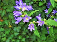 (25) Website_Sommer_Einführtext_Glockenblume.JPG